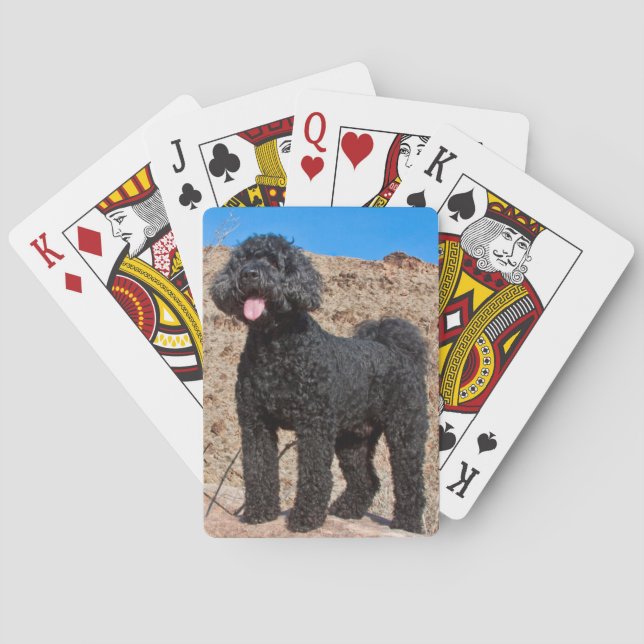 USA, Kalifornien. Labradoodle stående Kortlek (Baksidan)