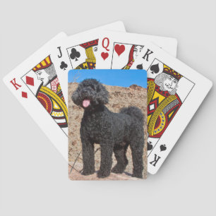 USA, Kalifornien. Labradoodle stående Kortlek