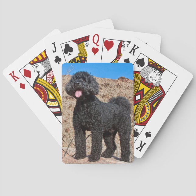 USA, Kalifornien. Labradoodle stående Kortlek (Baksidan)