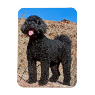 USA, Kalifornien. Labradoodle stående Magnet