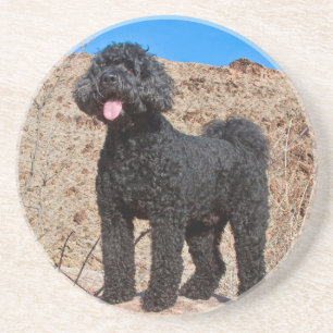 USA, Kalifornien. Labradoodle stående Underlägg Sandsten