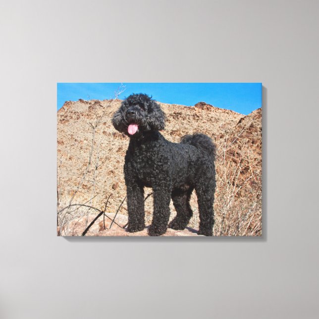 USA, Kalifornien. Labradoodle Ständiga Canvastryck (Framsida)