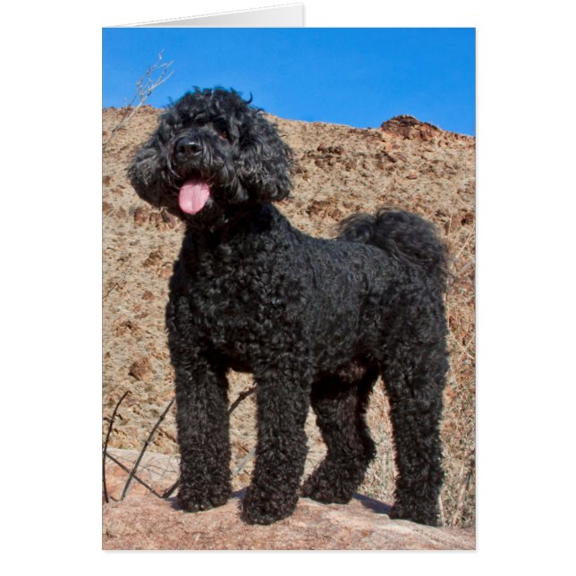 USA, Kalifornien. Labradoodle Ständiga Hälsningskort (Framsidan)