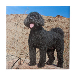 USA, Kalifornien. Labradoodle Ständiga Kakelplatta