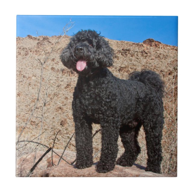 USA, Kalifornien. Labradoodle Ständiga Kakelplatta (Framsidan)
