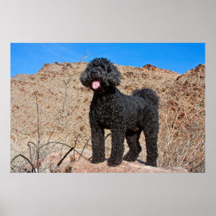 USA, Kalifornien. Labradoodle Ständiga Poster
