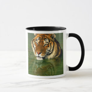 USA, Kalifornien, Los Angeles County. Bengal Mugg