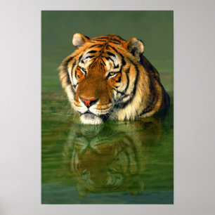 USA, Kalifornien, Los Angeles County. Bengal Poster