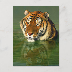 USA, Kalifornien, Los Angeles County. Bengal Vykort