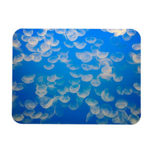USA, Kalifornien. Maneter i Monterey Bay Magnet