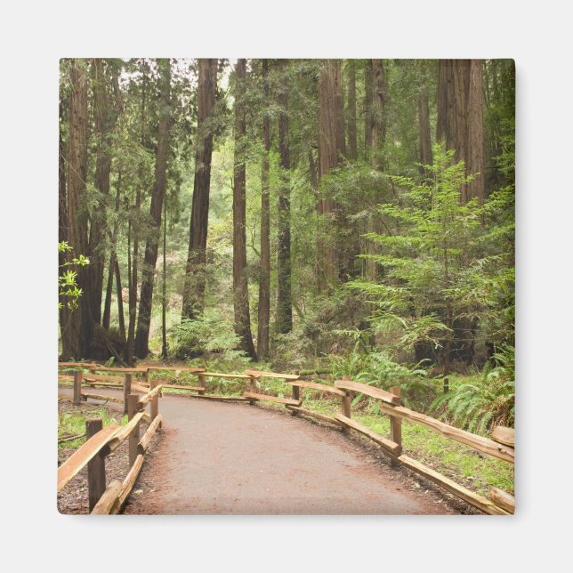 USA, Kalifornien, Marin County, Muir Skogen Magnet (Framsidan)