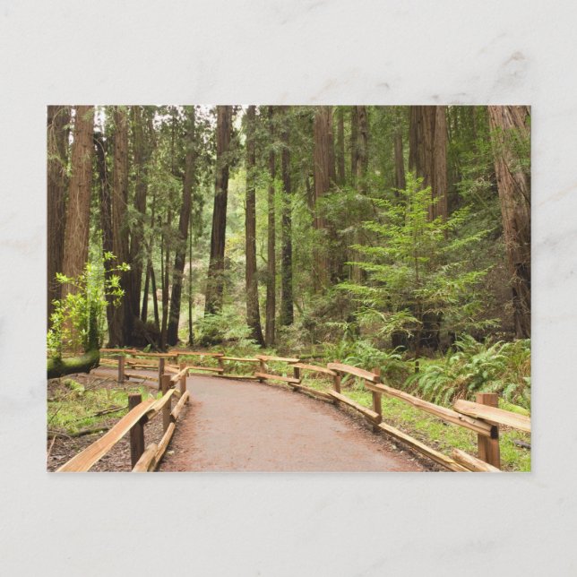 USA, Kalifornien, Marin County, Muir Skogen Vykort (Framsida)