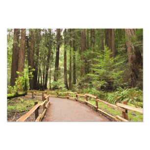USA, Kalifornien, Marin County, Muir Woods Fototryck
