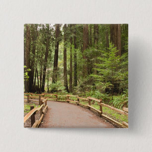USA, Kalifornien, Marin County, Muir Woods Knapp