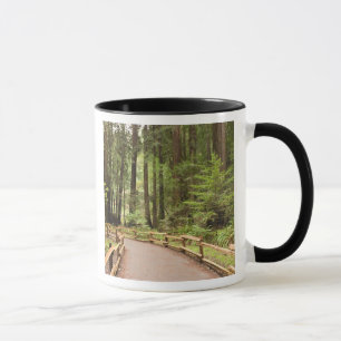 USA, Kalifornien, Marin County, Muir Woods Mugg