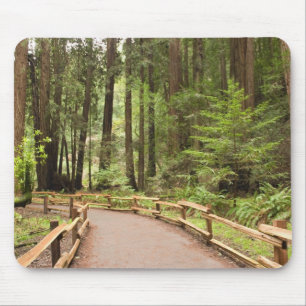 USA, Kalifornien, Marin County, Muir Woods Musmatta