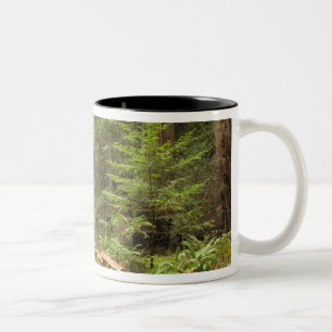 USA, Kalifornien, Marin County, Muir Woods Två-Tonad Mugg