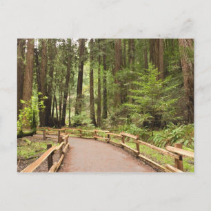 USA, Kalifornien, Marin County, Muir Woods Vykort