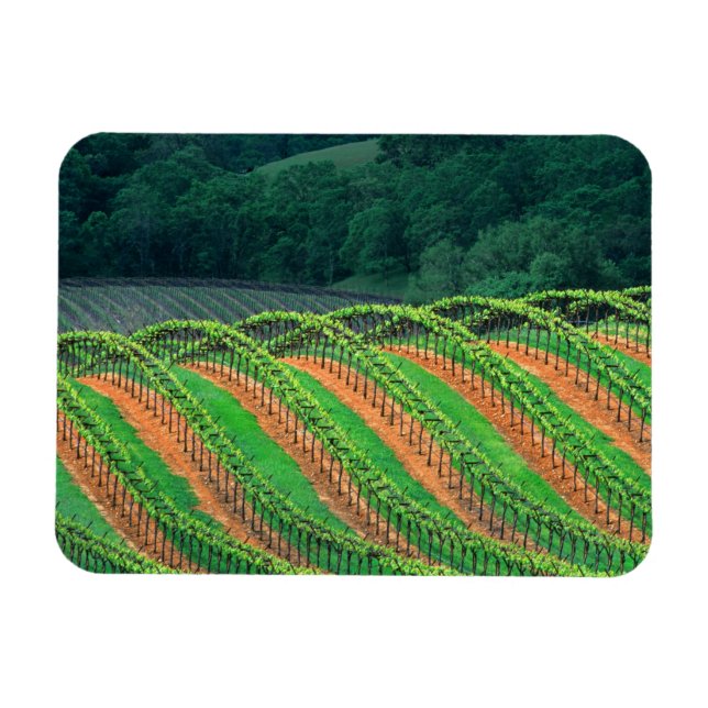 USA, Kalifornien, Mendocino County, en treliserad Magnet (Horisontell)