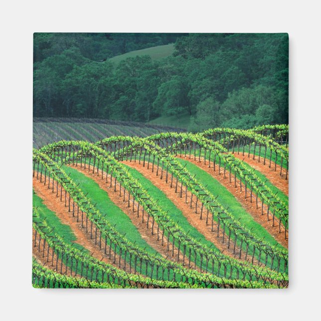 USA, Kalifornien, Mendocino County, en treliserad Magnet (Framsidan)