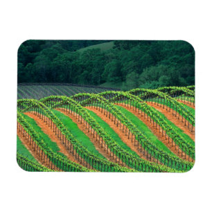 USA, Kalifornien, Mendocino County, spaljé Magnet