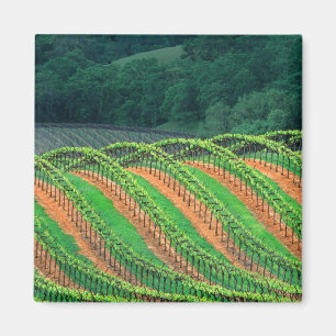 USA, Kalifornien, Mendocino County, spaljé Magnet
