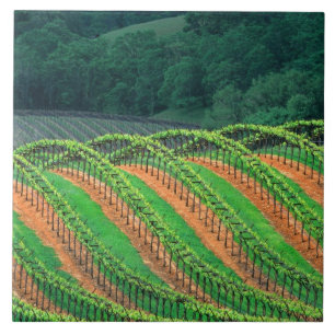 USA, Kalifornien, Mendocino County, spaljéodlad Kakelplatta
