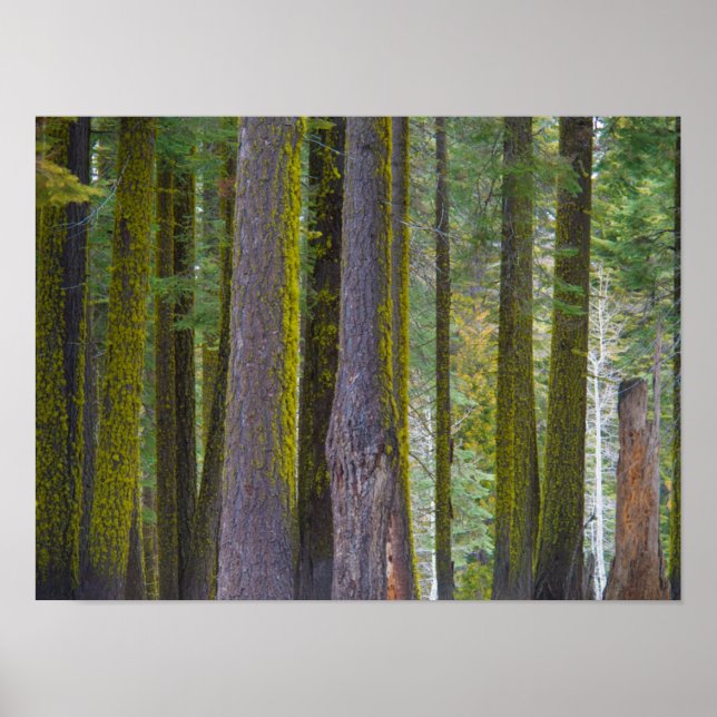 USA, Kalifornien. Moss Covered Träd Trunks Poster (Framsidan)