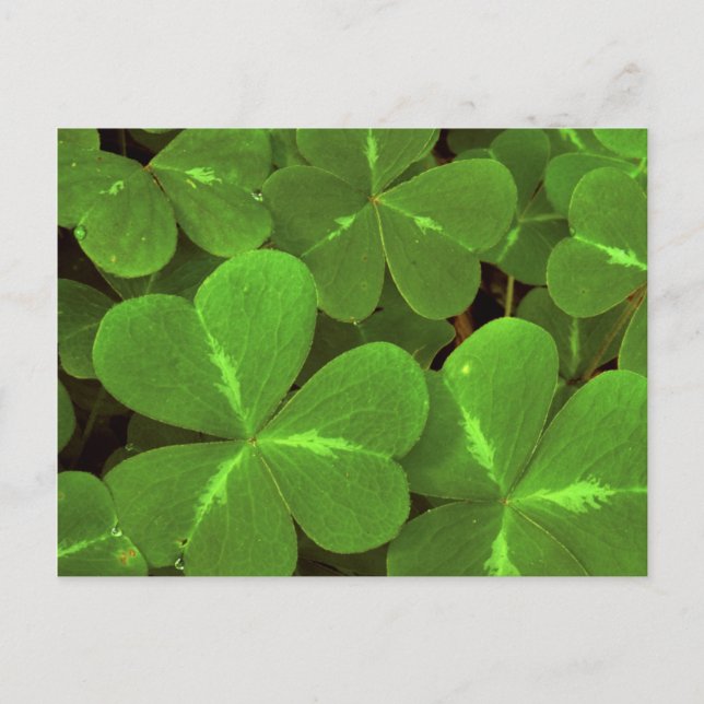 USA, Kalifornien, Muir Skogen. Stängning av klöver Vykort (Framsida)