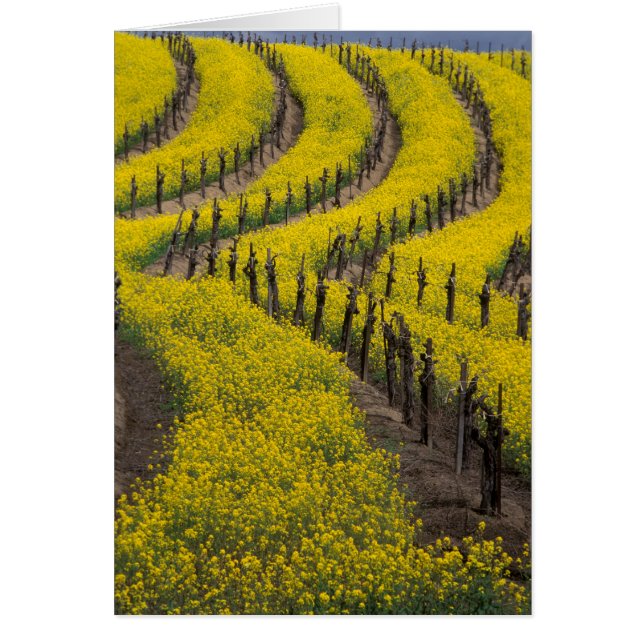 USA, Kalifornien, Napa Valley, Los Carneros Ava. Hälsningskort (Framsidan)