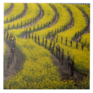 USA, Kalifornien, Napa Valley, Los Carneros Ava. Kakelplatta
