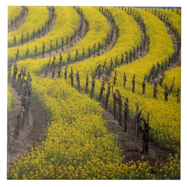 USA, Kalifornien, Napa Valley, Los Carneros Ava. Kakelplatta (Framsidan)