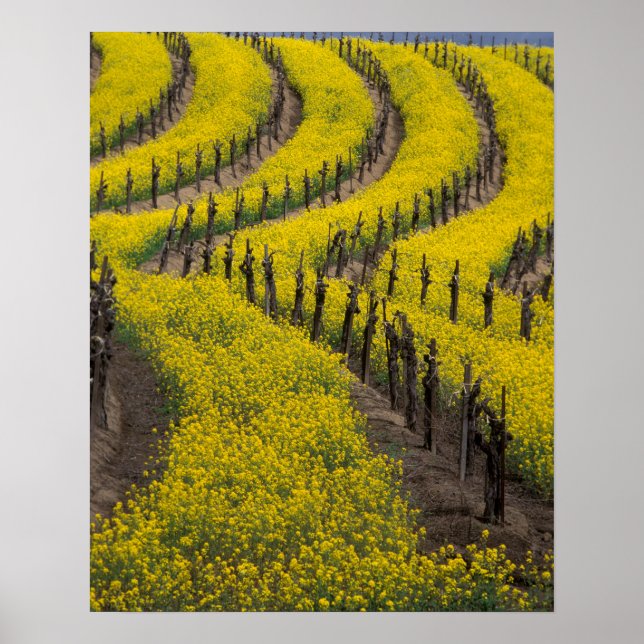 USA, Kalifornien, Napa Valley, Los Carneros Ava. Poster (Framsidan)