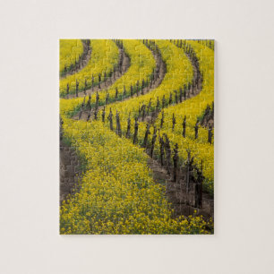 USA, Kalifornien, Napa Valley, Los Carneros Ava. Pussel