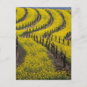 USA, Kalifornien, Napa Valley, Los Carneros Ava. Vykort