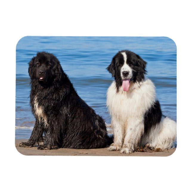 USA, Kalifornien. Newfoundlands hundar sittande Magnet (Horisontell)
