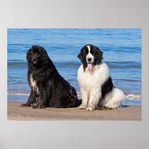 USA, Kalifornien. Newfoundlands hundar sittande Poster