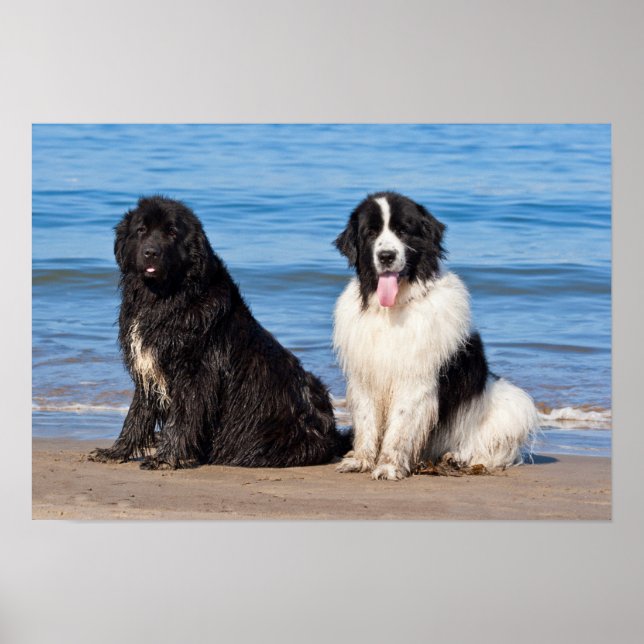 USA, Kalifornien. Newfoundlands hundar sittande Poster (Framsidan)