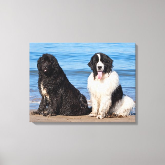 USA, Kalifornien. Newfoundlands Sitta Canvastryck (Framsida)