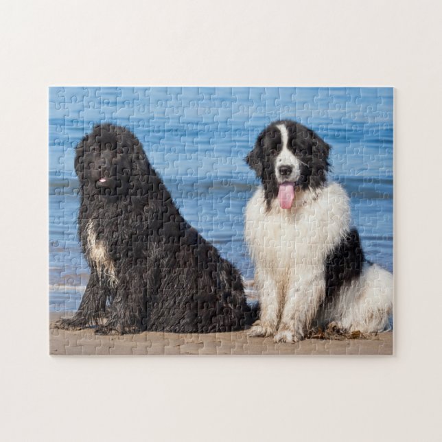 USA, Kalifornien. Newfoundlands Sitta Pussel (Horisontell)
