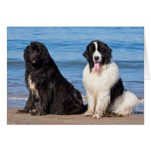 USA, Kalifornien. Newfoundlands sittande Hälsningskort