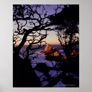 USA Kalifornien, pekar Lobos, cypressträd och Poster