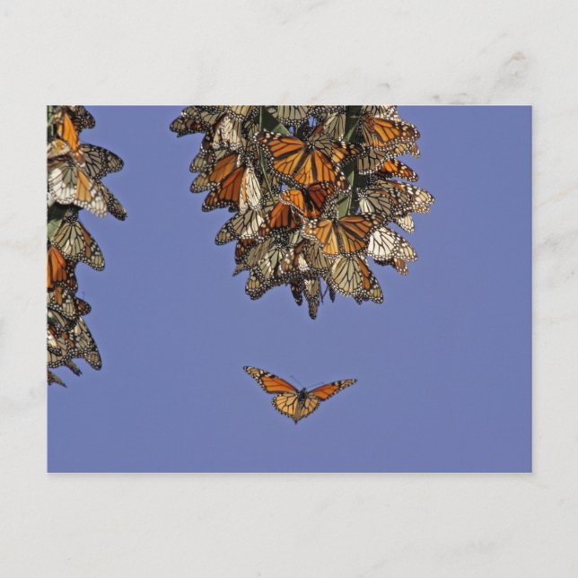 USA, Kalifornien, Pismo Beach. Monark Vykort (Framsida)