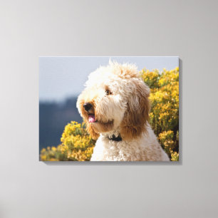 USA, Kalifornien. Porträtt av labradoodle 3 Canvastryck
