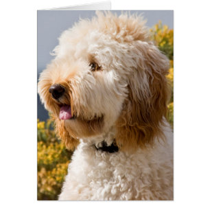 USA, Kalifornien. Porträtt av labradoodle 3 Hälsningskort