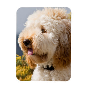 USA, Kalifornien. Porträtt av labradoodle 3 Magnet
