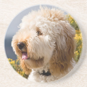 USA, Kalifornien. Porträtt av labradoodle 3 Underlägg Sandsten