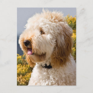 USA, Kalifornien. Porträtt av labradoodle 3 Vykort
