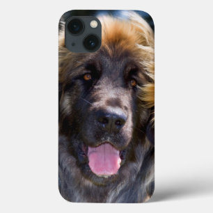 USA Kalifornien. Porträtt av Leonberger sitta