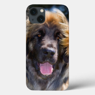 USA Kalifornien. Porträtt av Leonberger sitta